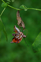Gulf fritillary butterfly (Agraulis vanillae) emerging from chrysalis. Hill Country, Texas, USA. Sequence 6/10.