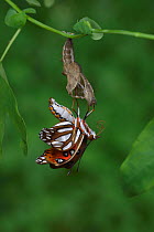 Gulf fritillary butterfly (Agraulis vanillae) emerging from chrysalis. Hill Country, Texas, USA. Sequence 7/10.