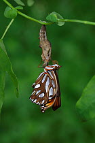 Gulf fritillary butterfly (Agraulis vanillae) emerging from chrysalis. Hill Country, Texas, USA. Sequence 8/10.