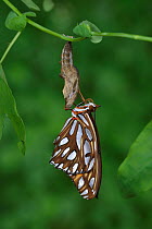 Gulf fritillary butterfly (Agraulis vanillae) emerging from chrysalis. Hill Country, Texas, USA. Sequence 9/10.