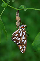 Gulf fritillary butterfly (Agraulis vanillae) emerging from chrysalis. Hill Country, Texas, USA. Sequence 10/10.