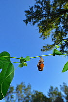 Gulf fritillary butterfly (Agraulis vanillae) emerging from chrysalis. Hill Country, Texas, USA.