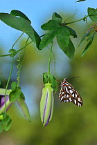 Gulf fritillary butterfly (Agraulis vanillae) resting on Passion vine (Passiflora sp). Hill Country, Texas, USA.