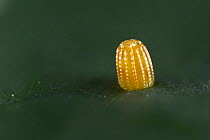 Gulf fritillary butterfly (Agraulis vanillae) egg. Hill Country, Texas, USA.