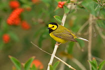 Hooded warbler (Setophaga citrina) male perched on branch. South Padre Island, Texas, USA.