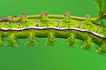 Io moth (Automeris io) caterpillar, close up of body. Hill Country, Texas, USA.