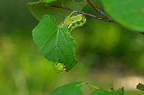 Io moth (Automeris io) caterpillar feeding on leaf. Hill Country, Texas, USA.
