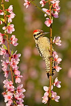 Ladder-backed woodpecker (Picoides scalaris) male perched amongst Peach (Prunus persica) blossom. Hill Country, Texas, USA.