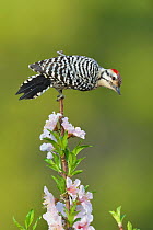Ladder-backed woodpecker (Picoides scalaris) male perched on blossoming Peach (Prunus persica) branch. Hill Country, Texas, USA.