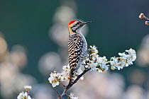 Ladder-backed woodpecker (Picoides scalaris) male perched on blossoming Mexican plum (Prunus mexicana). Hill Country, Texas, USA.