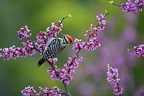 Ladder-backed woodpecker (Picoides scalaris) male feeding amongst blossoming Eastern redbud (Cercis canadensis). Hill Country, Texas, USA.