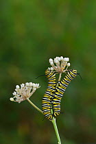 Monarch butterfly (Danaus plexippus) caterpillars feeding on Aquatic milkweed (Asclepias perennis). Hill Country, Texas, USA.