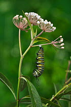 Monarch butterfly (Danaus plexippus) caterpillar starting to pupate on Aquatic milkweed (Asclepias perennis). Hill Country, Texas, USA. Sequence 1/6.