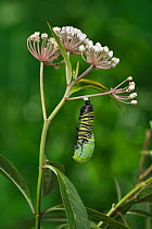 Monarch butterfly (Danaus plexippus) caterpillar pupating on Aquatic milkweed (Asclepias perennis). Hill Country, Texas, USA. Sequence 2/6.