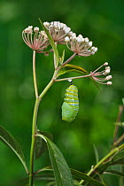 Monarch butterfly (Danaus plexippus) caterpillar pupating on Aquatic milkweed (Asclepias perennis). Hill Country, Texas, USA. Sequence 4/6.