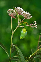 Monarch butterfly (Danaus plexippus) caterpillar pupating on Aquatic milkweed (Asclepias perennis). Hill Country, Texas, USA. Sequence 5/6.