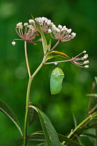 Monarch butterfly (Danaus plexippus) caterpillar pupa on Aquatic milkweed (Asclepias perennis). Hill Country, Texas, USA. Sequence 6/6.