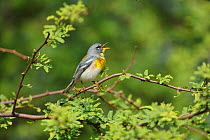 Northern parula (Setophaga americana) male singing. South Padre Island, Texas, USA.