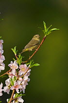 Orange-crowned warbler (Vermivora celata) perched in blossoming Peach (Prunus persica) tree. Hill Country, Texas, USA.