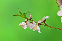 Peach (Prunus persica) blossom, buds and young leaves. Hill Country, Texas, USA.