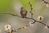 Pine siskin (Carduelis pinus) perched in blossoming Mexican plum (Prunus mexicana) tree. Hill Country, Texas, USA.