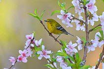 Pine warbler (Dendroica pinus) male perched in blossoming Peach (Prunus persica) tree. Hill Country, Texas, USA.