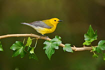 Prothonotary warbler (Protonotaria citrea) male perched on Ivy (Hedera sp) branch. South Padre Island, Texas, USA.