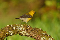 Prothonotary warbler (Protonotaria citrea) female perched on lichen and moss covered branch. South Padre Island, Texas, USA.