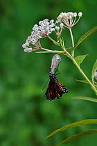 Queen butterfly (Danaus gilippus) expanding wings after emerging from chrysalis on Aquatic milkweed (Asclepias perennis). Hill Country, Texas, USA. Sequence 8/12.