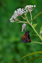 Queen butterfly (Danaus gilippus) expanding wings after emerging from chrysalis on Aquatic milkweed (Asclepias perennis). Hill Country, Texas, USA. Sequence 9/12.