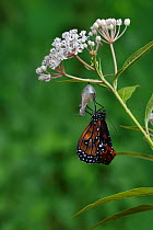 Queen butterfly (Danaus gilippus) expanding wings after emerging from chrysalis on Aquatic milkweed (Asclepias perennis). Hill Country, Texas, USA. Sequence 10/12.