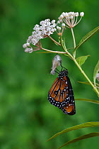 Queen butterfly (Danaus gilippus) expanding wings after emerging from chrysalis on Aquatic milkweed (Asclepias perennis). Hill Country, Texas, USA. Sequence 11/12.