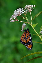Queen butterfly (Danaus gilippus) expanding wings after emerging from chrysalis on Aquatic milkweed (Asclepias perennis). Hill Country, Texas, USA. Sequence 12/12.