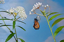 Queen butterfly (Danaus gilippus) expanding wings after emerging from chrysalis on Aquatic milkweed (Asclepias perennis). Hill Country, Texas, USA. Sequence 9/12.