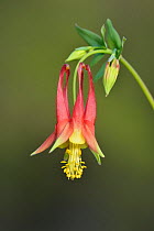 Red columbine (Aquilegia canadensis). Hill Country, Texas, USA.