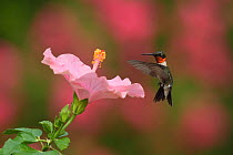 Ruby-throated hummingbird (Archilochus colubris) male flying towards Hibiscus (Hibiscus sp) flower before nectaring. Hill Country, Texas, USA.