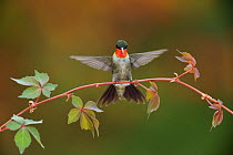 Ruby-throated hummingbird (Archilochus colubris) male landing on Virginia creeper (Parthenocissus quinquefolia). Hill Country, Texas, USA.