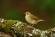 Swainson&#39;s warbler (Limnothlypis swainsonii) perched on lichen and moss covered branch. South Padre Island, Texas, USA.