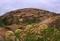 Green-flowered milkweed (Asclepias asperula). Enchanted Rock State Natural Area, Hill Country, USA.