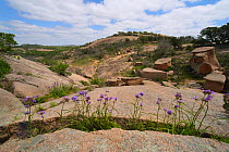 Giant spiderwort (Tradescantia gigantea) growing amongst rocks. Enchanted Rock State Natural Area, Hill Country, Texas, USA.