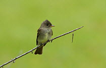 Western wood-pewee (Contopus sordidulus) perched on branch. South Padre Island, Texas, USA.