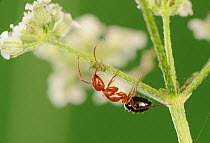 Acrobat ant (Crematogaster sp) milking aphid. Hill Country, Texas, USA.