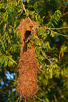Altamira oriole (Icterus gularis) outside hanging nest. Laguna Atascosa National Wildlife Refuge, Texas, USA.