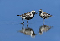 Black-bellied plover (Pluvialis squatarola), two reflected in water. South Padre Island, Texas, USA.