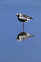 Black-bellied plover (Pluvialis squatarola) reflected in water. South Padre Island, Texas, USA.