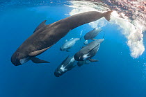 Long-finned pilot whales (Globicephala melas), Straits of Gibraltar, North Atlantic Ocean.