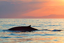 Fin whale (Balaenoptera physalus) at sunset, with Maritime Alps in background, Ligurian Sea, Mediterranean, Italy