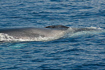 Fin whale (Balaenoptera physalus) breathing at surface with blow holes open to inhale, showing asymmetrical colour pattern: lower jaw is white on right side, Ligurian Sea, Mediterranean Sea, Italy.