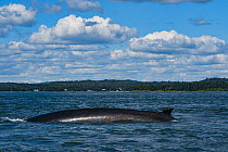 Fin whale (Balaenoptera physalus) with patches of diatoms growing on skin, Letete Passage, Bay of Fundy, Canada, North Atlantic Ocean. August.