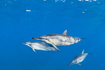 Three Hawaiian or Gray&#39;s spinner dolphins (Stenella longirostris longirostris), North Kona, Hawaii.